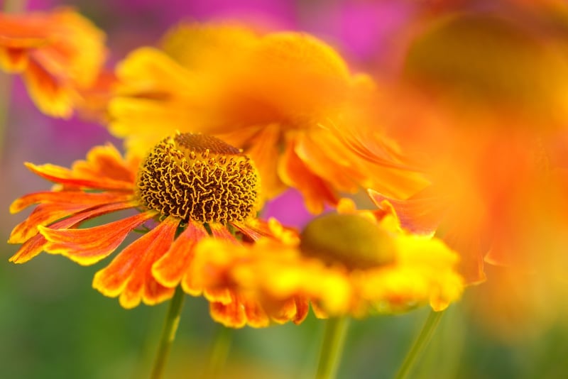 Eco-Friendly Gardening
